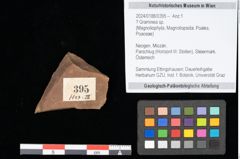 Foto (Objekt + Etikett) von Graminea ? sp.  (NHMW-GEO-2024-0188-0395)